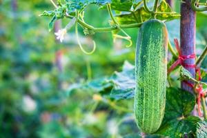 Verduras frescas de pepino de la granja de pepinos. foto