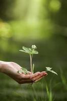 Mano del día de la tierra sosteniendo plántulas en crecimiento con fondo verde bokeh foto