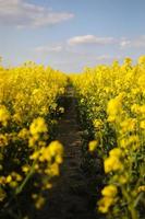 Yellow rapeseed on a background of the sky photo