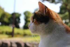Calico cat at the park in autumn photo