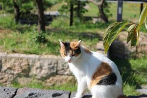 Calico cat at the park in autumn photo