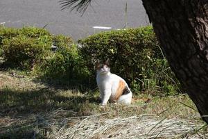 gato calicó en el parque en otoño foto