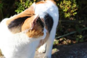 Calico cat at the park in autumn photo