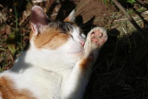 Calico cat at the park in autumn photo