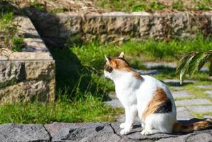 Calico cat at the park in autumn photo