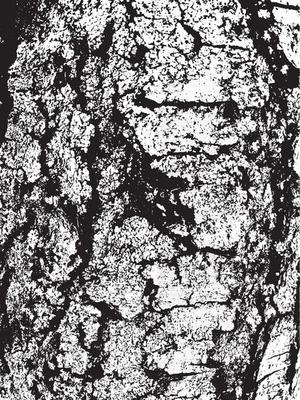 Grunge tree bark texture