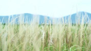 Grasblumen, die im Wind mit unscharfem Berg und Landschaft im Hintergrund wehen video