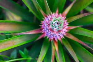 Fresh pineapple fruit from pineapples photo