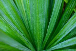 Water droplets on the leaves during the rainy season photo