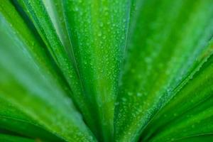 Water droplets on the leaves during the rainy season photo