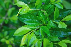 Water droplets on the leaves during the rainy season photo