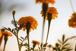 The background of marigolds and the evening sun photo