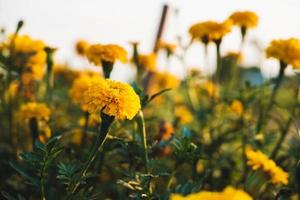 The background of marigolds and the evening sun photo