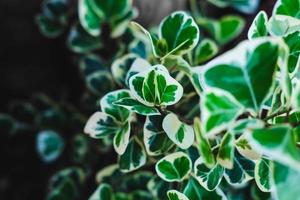 The background of the leaves is green and white photo