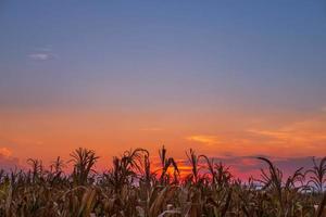 puesta de sol en el campo de maíz foto