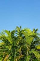 las hojas de fondo de palmeras y el cielo, concepto de verano. foto