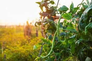 Frijoles largos frescos en una granja de vegetales listos para cosechar foto