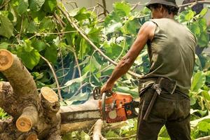 Arborist cutting the log by chainsaw machine with sawdust splashing around. Motion blurred of sawing chainsaw. photo