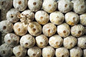 Selective focus on the rows of mushrooms in plantation packs with a defocused bouquet of young mushrooms in the foreground. photo