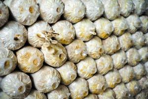 Closeup bouquet of young mushroom growing from the plantation pack in the farm photo