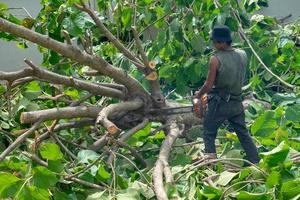 Portrait of arborist cutting the branches of a golden teak tree by chainsaw with motion blurred sawdust flying around photo