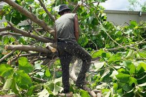 Portrait of arborist cutting the branches of a golden teak tree by chainsaw with motion blurred sawdust flying around photo