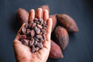 Cocoa beans and dried cocoa photo