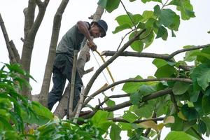 Portrait of arborist holding on the tree with his hand with a clear sky background photo