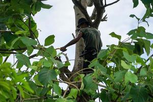 Portrait of arborist holding on the tree with his hand with a clear sky background photo