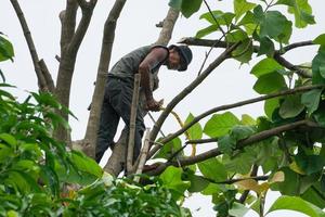 Portrait of arborist holding on the tree with his hand with a clear sky background photo