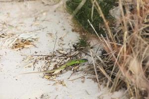 Beautiful green lizard on sand background on summer day