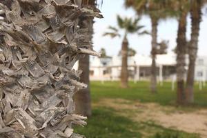 Beautiful palm trees in the park photo