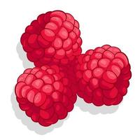 Raspberry sweet fruit illustration for web isolated on white background vector