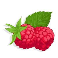 Raspberry sweet fruit illustration for web isolated on white background vector