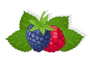 Raspberry and blackberry sweet fruit illustration for web isolated on white background vector