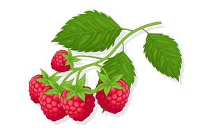 Raspberry sweet fruit illustration for web isolated on white background vector