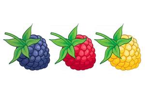 Ilustración de fruta dulce de frambuesa roja y amarilla de mora para web aislado sobre fondo blanco vector
