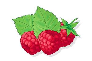 Ilustración de fruta dulce de frambuesa para web aislado sobre fondo blanco. vector