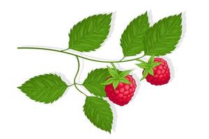 Raspberry sweet fruit illustration for web isolated on white background vector