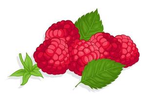 Raspberry sweet fruit illustration for web isolated on white background vector