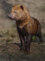 Portrait of Bush dog photo