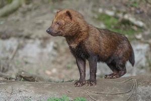 Portrait of Bush dog photo