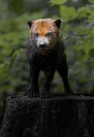 Portrait of Bush dog photo