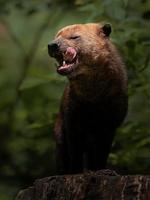 Portrait of Bush dog photo