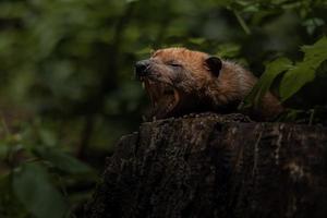 Portrait of Bush dog photo