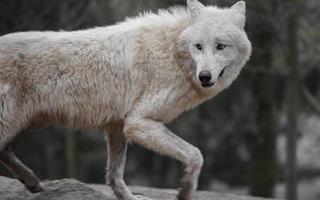 retrato de lobo ártico foto