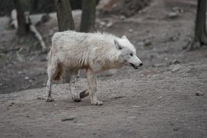 Portrait of Arctic wolf photo