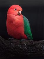 Australian king parrot photo