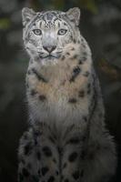 Snow leopard Irbis