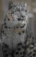 irbis leopardo de las nieves